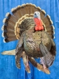 turkey 15