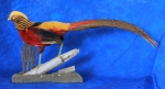 Pheasant- Red Golden 01