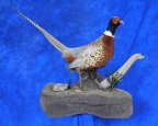 Pheasant- Ring Neck 18