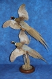 Pheasant- Ring Neck 16
