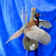 Pheasant- Ring Necked 25