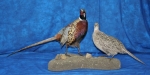 Pheasant- Ring Neck 23