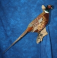 Pheasant- Ring Neck 05