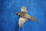 Pheasant- Ring Neck 09