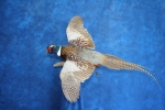 Pheasant- Ring Neck 10