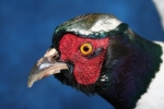 Pheasant- Ring Neck 11