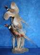 Pheasant- Ring Neck 12
