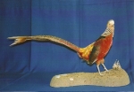 Pheasant- Red golden 02
