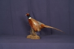 Pheasant- Ring Neck 02