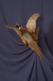 Pheasant- Ring Neck 03
