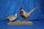 Pheasant- Ring Neck 04