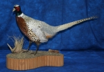 Pheasant- Ring Neck 06