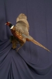Pheasant- Ring Neck 01