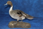 Duck- Pintail 02