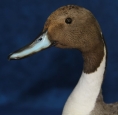 Duck- Pintail 03