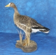 Goose- White Fronted 02