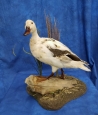 Duck- Mallard 15 White