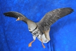 Goose- White Fronted 07