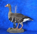Goose- White Fronted 08