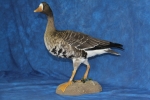Goose- White Fronted 10