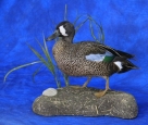 Duck- Blue Winged Teal 01