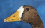 Goose- White Fronted 18