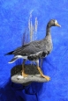 Goose- White Fronted 13