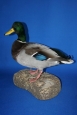 Duck- Mallard 03