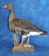 Goose- White Fronted 05