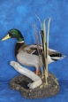 Duck- Mallard 08