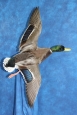 Duck- Mallard 09