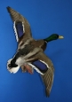 Duck- Mallard 05