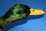 Duck- Mallard 06