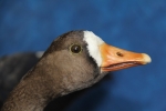 Goose- White Fronted 06