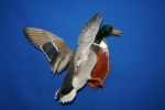 Duck- Mallard 04