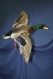 Duck- Mallard 01