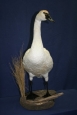 Swan 02